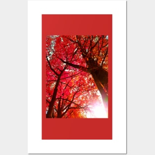 Autumn Trees Posters and Art